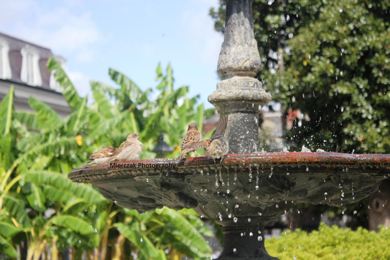 New Orleans Photography
