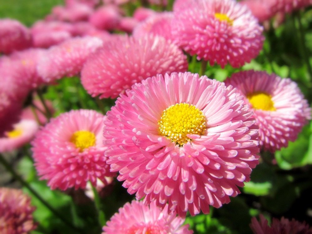 Pink Flowers Photo Art,  Nature Photography File Download