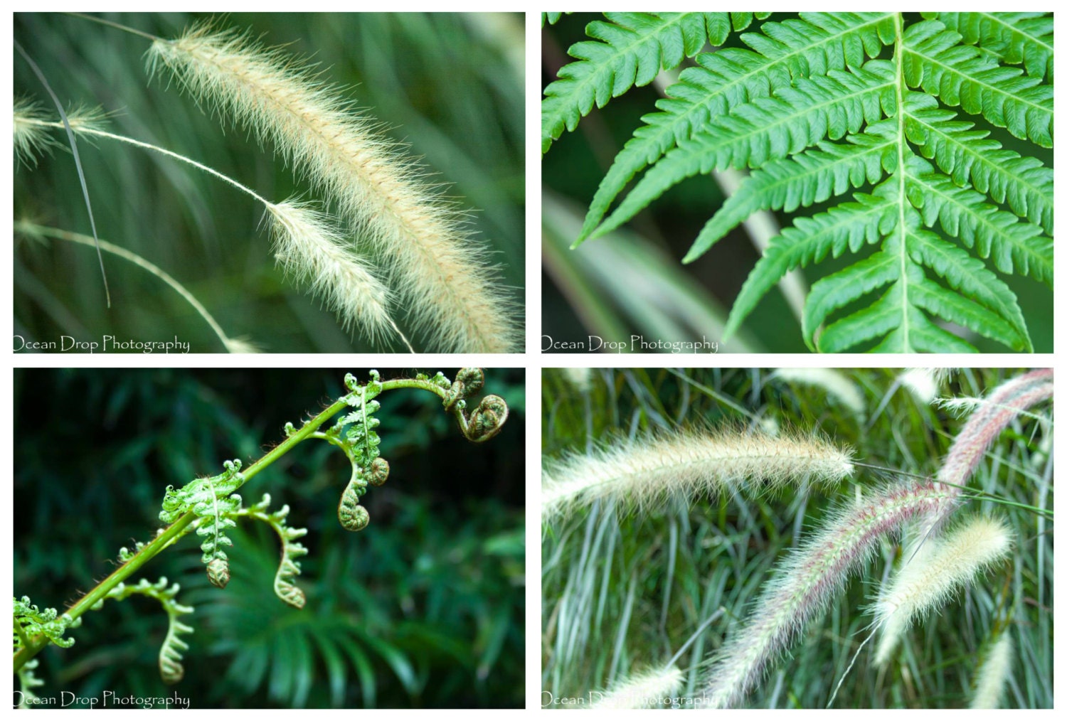 Flower Nature Photography - Plant flower floral fern green grass leaf photograph set -  Four 5x7 Photographs "Fern & Grass Set"
