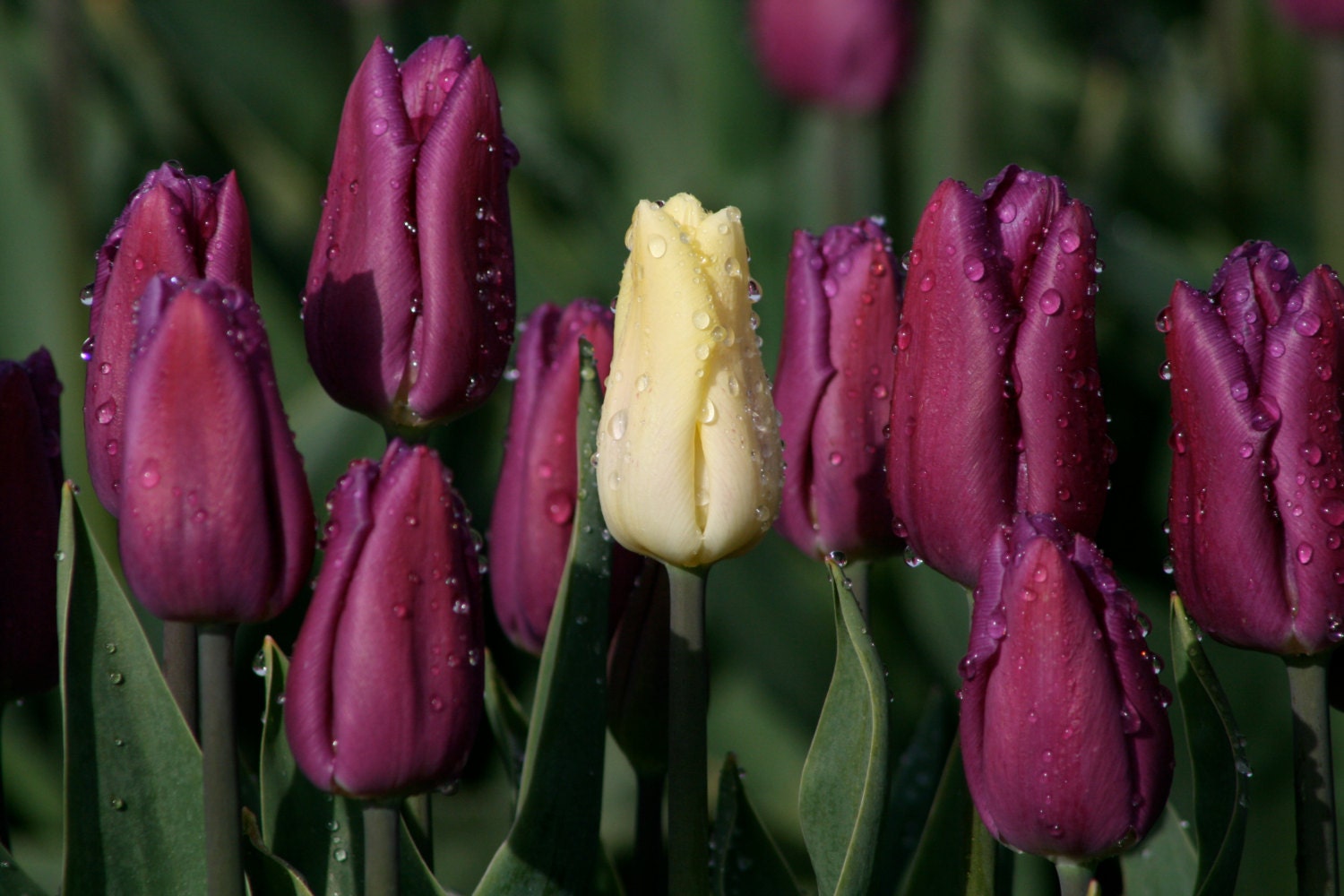 Yellow Tulip in a Sea of Purple