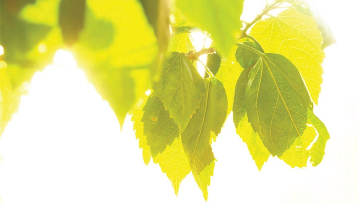 Lime Light - 8x14 - Leaves in The Sunlight Fine Art Photography Print, Home Decor