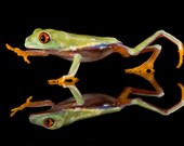 Cute Red eyed tree frog walking