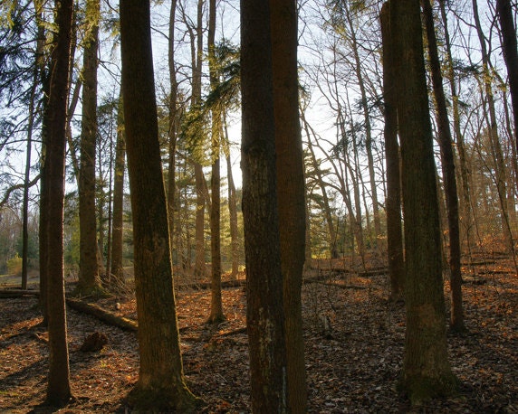 Tree Pictures, 8x10 Print, Woods Photography, Forest, Nature Photography, Sunbeam