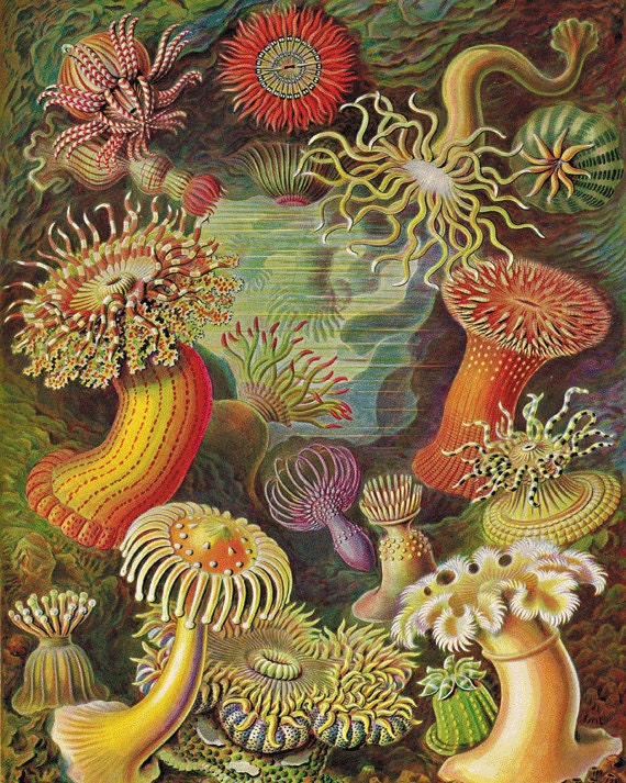 Sea anemone vintage art nautical art  Ocean art Sea beach art Antique wall decor  nature print natural history art Home decor art  8x10