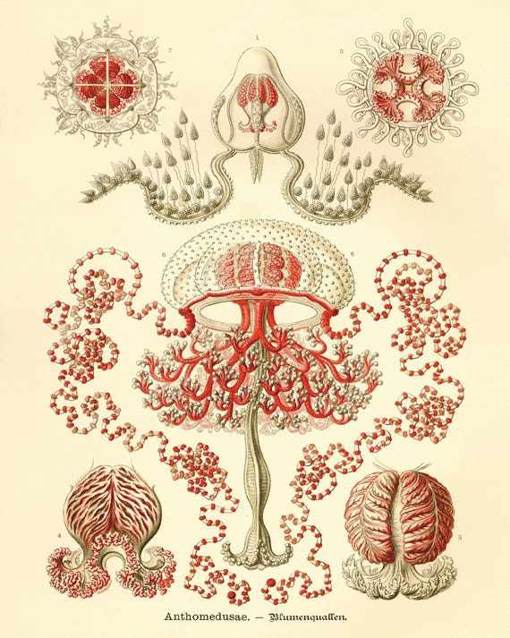 Jellyfish  vintage art nautical art  Ocean art Sea beach art Antique wall decor  nature print natural history art Home decor art  8x10