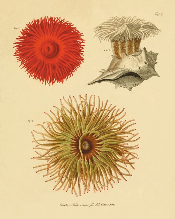 Sea Anemone vintage art nautical art  Ocean art Sea beach art Antique wall decor  nature print natural history art Home decor art  8x10