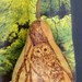 Barred Owl Pyrography Wood burning on Dried Gourd
