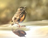 baby animal art, animal photography,  bird photo, robin picture, nursery wall art, nursery decor, rust decor - First Thoughts