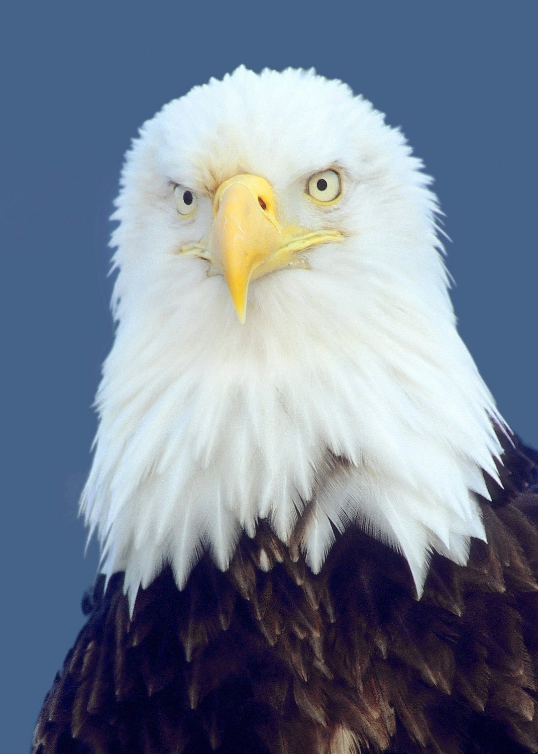 30% OFF SALE Bald Eagle, 5x7 Matted Wild Animal Photography, Nature Print, Close up Wild Bird Photo, Alaska Wildlife, Cottage Cabin Wall Art