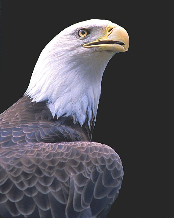 Bald Eagle, 8x10 Wildlife Photography, Animal Photography, Nature Photograph, Patriotic Wall Art Print, Bird of Prey, Cottage Cabin Decor