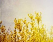 Sunbeam Kisses . spring garden . yellow blue gray lavender . flower photography . cottage wall art . rustic garden . country decor
