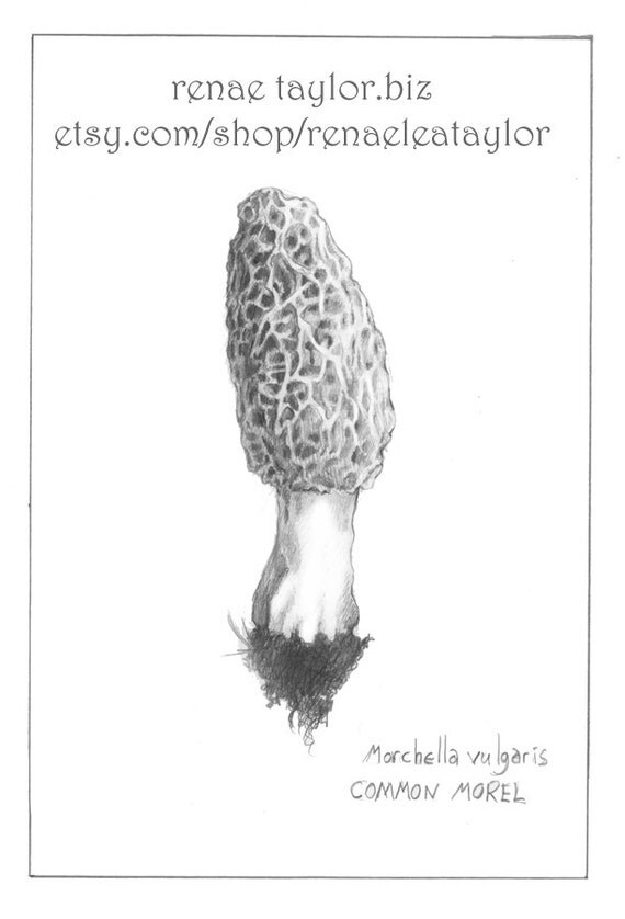Common Morel Mushroom by Renae Taylor ............... 8 x 10 matted