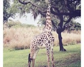 PROUD 8x10 Photography Art Print giraffe animal jungle africa landscape trees brown green