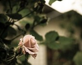 Secret Garden - Nature Photography - Rose - Flower - Original Fine Art Photography