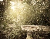 It Was All a Dream - Garden - Nature Photography - Forest - Original Fine Art Photography
