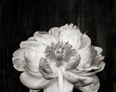 Botanical Black and White No. 5794
