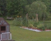 Our Favorite Seeds 4 Pack - Watermelon Sunflower Beans and Kale