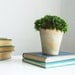 NEW- moss mound in aged terra cotta, preserved moss arrangement