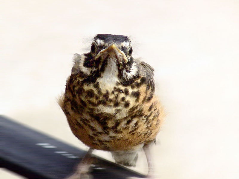 Baby Bird Robin Chick Photograph - Wildlife Nature Photo