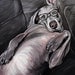 WEIMARANER dog art print gray weim wearing glasses 5x7