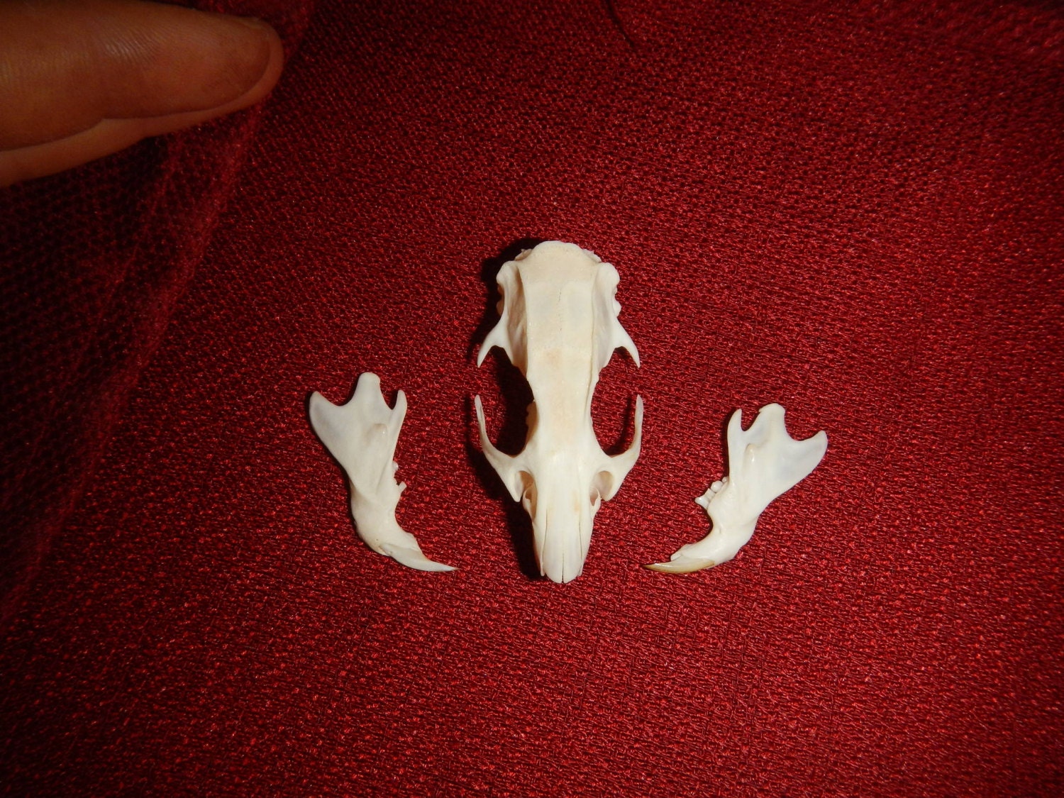 Rat- Rattus norvegicus -Project Skull-   One Skull Kit