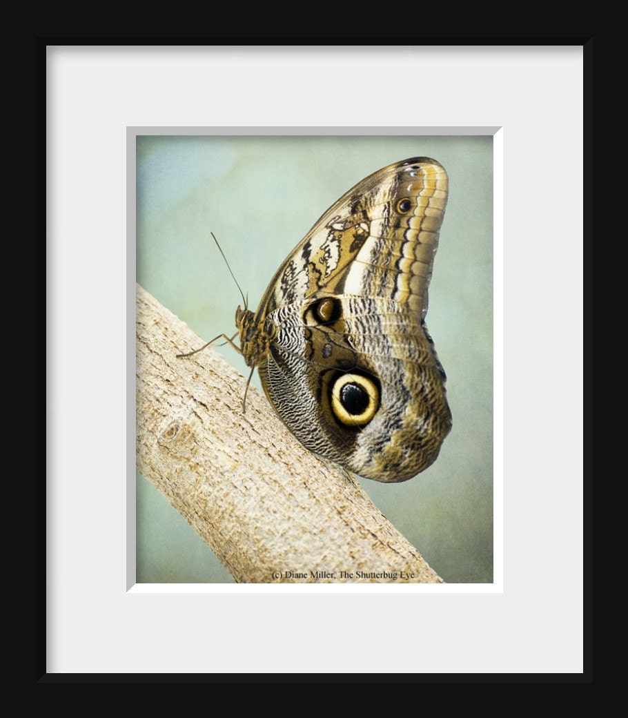 Owl Butterfly Photography, Nature Photograph, Animal, Brown,Yellow, Mint Green, Light Teal, 8x10 Fine Art Print