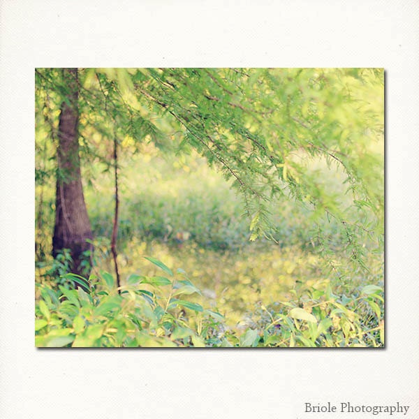 Spring Forest Landscape Photograph, 8"x10" Fine Art Print. Trees Nature Wonderland. Lime Green, Brown. Easter.