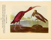 1950 scarlet ibis original vintage bird print - with glossy ibis on reverse side
