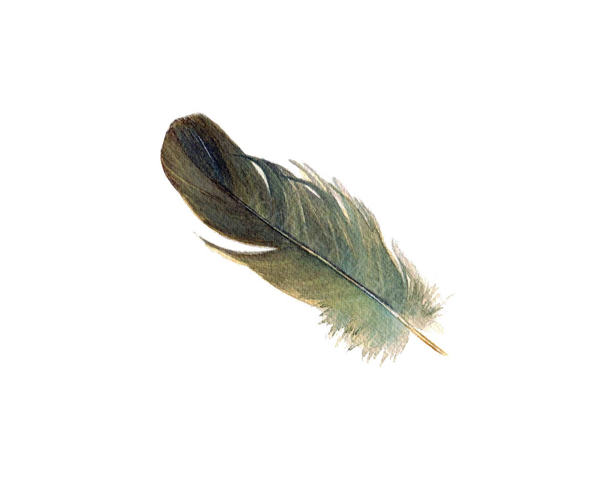 Feather 124 - Fluffy Sparrow Feather - Archival Quality Print - Nightly Study March 5th