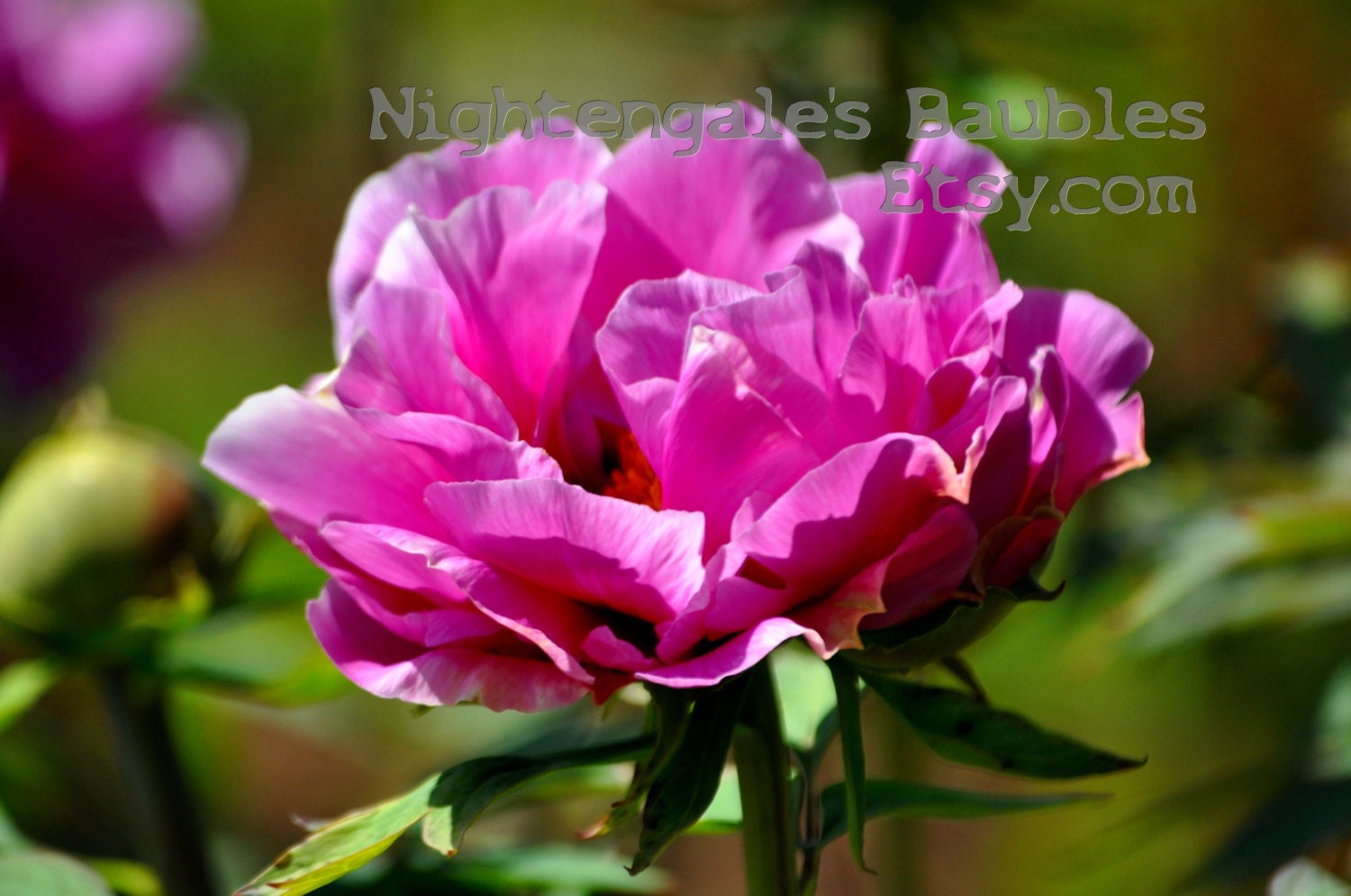 Rose 8x10 Fine Art Photographic Print