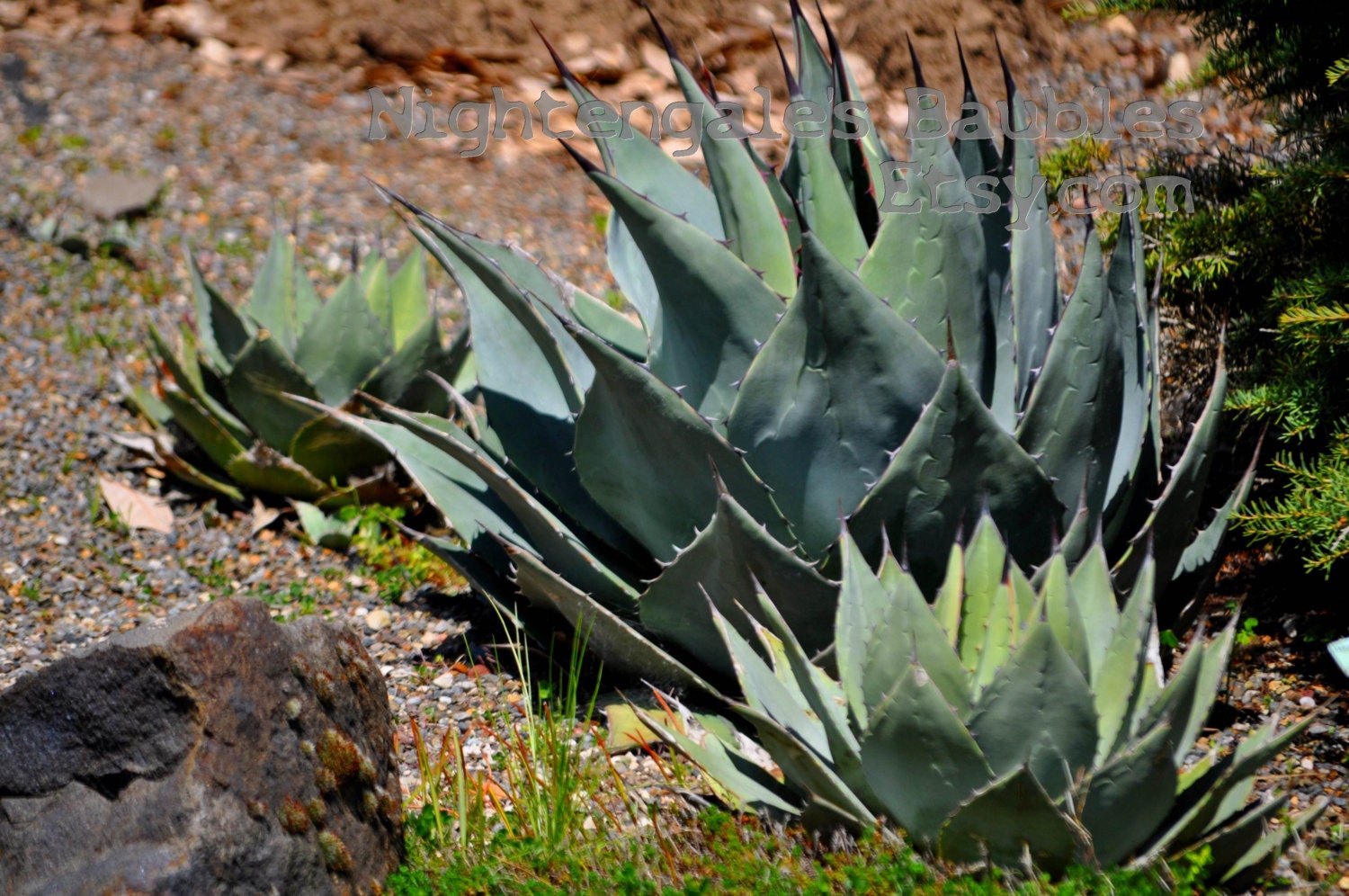 Three Large Succulents 8x10 Fine Art Photographic Print