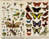 1886 Antique BUTERFLIES fine chromolithograph, beautiful butterflies, insects, bee, ladybug, wasp, ant, caterpillar old largue print