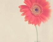 flower photography, gerber daisy photograph, coral melon pink orange nursery wall art, still life nature spring, baby girl, romantic decor