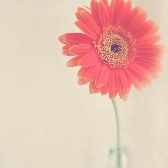 flower photography, gerber daisy photograph, coral melon pink orange nursery wall art, still life nature spring, baby girl, romantic decor