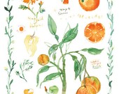 Print of orange fruits and flowers with botanical border, 8X10 kitchen decor, Watercolor fruit illustration, Food art poster