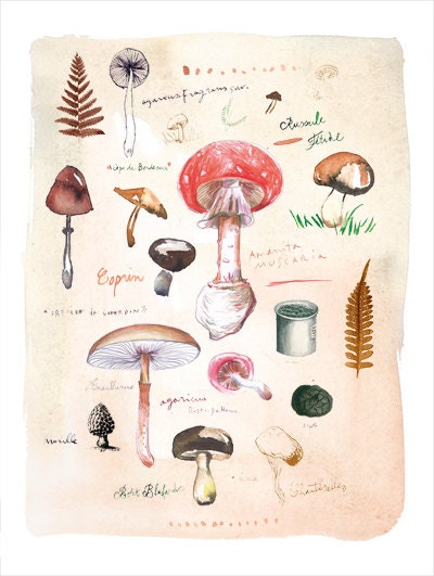 Kitchen decor, Mushroom poster, Fungi botanical print, Food art, Watercolor Fungus