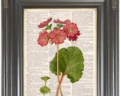 BOGO SALE Vintage botanical print Red pink primrose flower printed as dictionary art print on old antique dictionary book page. Item No. 587