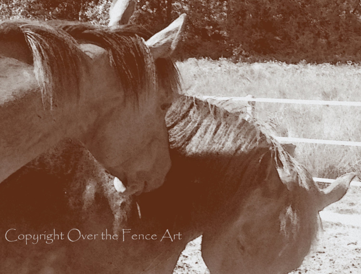 Equine Photography  Horses Sunbathing in Sepia Wall Art Home Decor Greeting Card