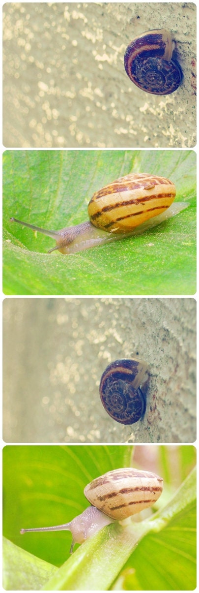 Snails - 8x10" (20x25 cm) Fine Art Photography - Set Of 4 - Unisex Gift Ideas - Decorative House - Beach Home