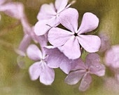Lavender wildflowers - dreamy pale pink pastels - garden - Country Chic - soft n girly - watercolor like matted to 8x10