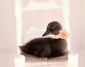 Baby Girl Nursery Decor, Little Girl's Room Art, Duck Photography, Ballet Pink, Black, White Girly Wall Art, Baby Animal Picture 8x10 Print