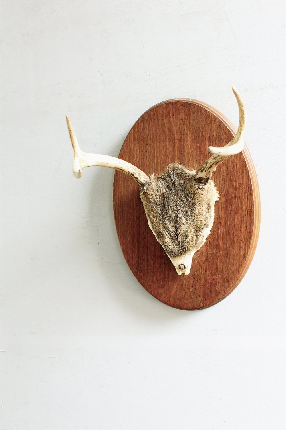 Vintage Mounted Antlers