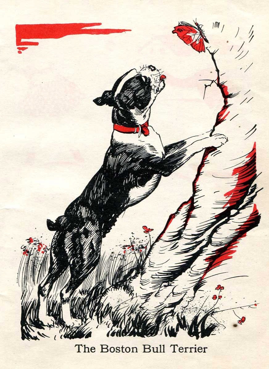 Boston Terrier and a Butterfly  Illustration by Diana Thorne - 1940s original bull terrier
