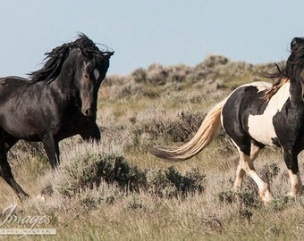 Tucson and Washkie Run - Wild Horse Fine Art Photograph