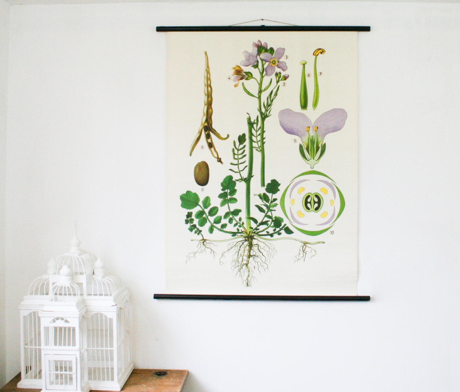 Vintage White Botanical Chart, Lady's Smock,  Botanical Wall Hanging