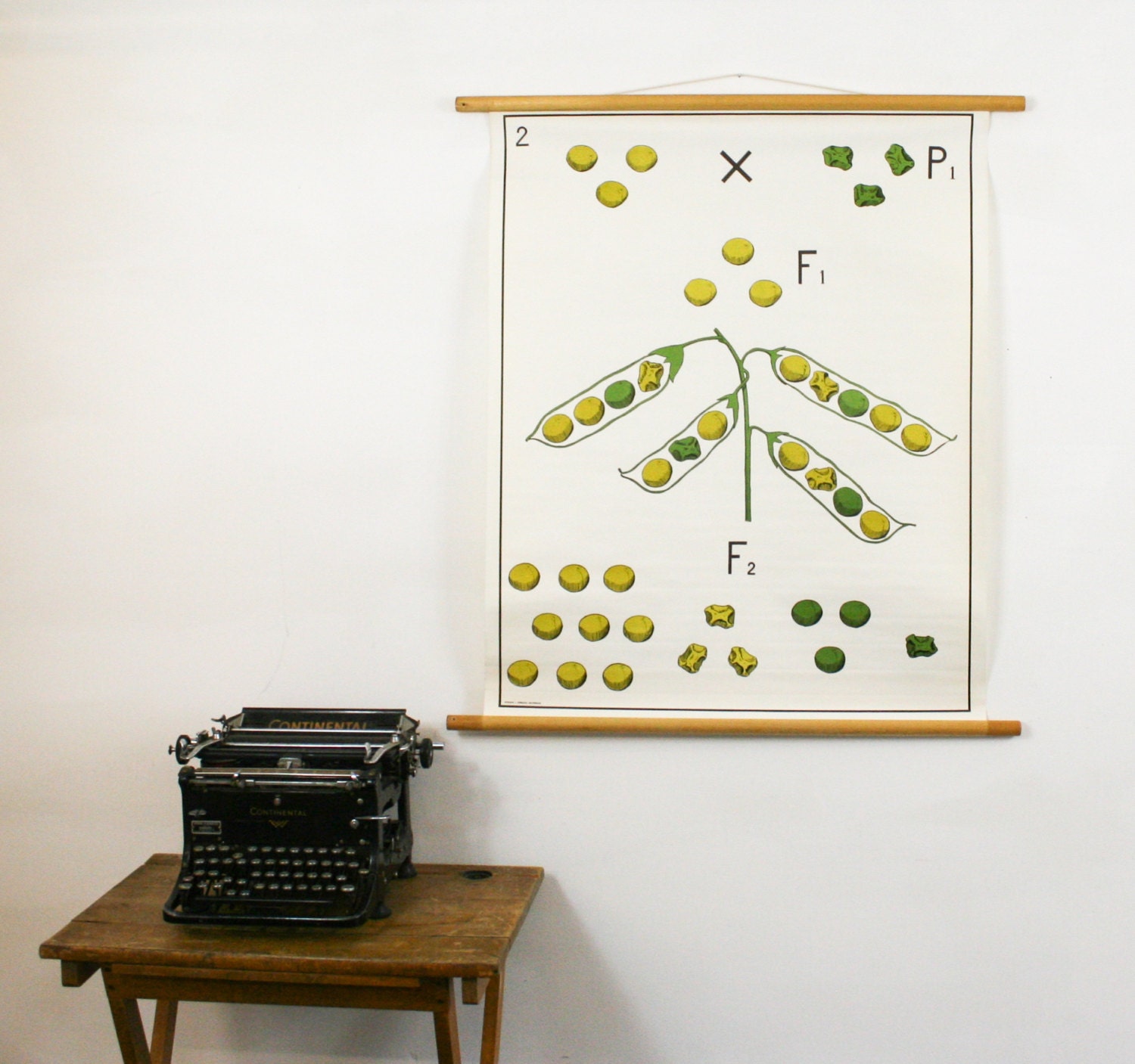 Pull Down Vintage School Chart, Heredity Pea Chart Dutch Chart