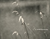 Reeds-03 8"x10" Fine Art Wall Decor Photograph For Modern Cafe Bar Pub Hotel Restaurant Nursey Home Office Fine Art Wall Decor