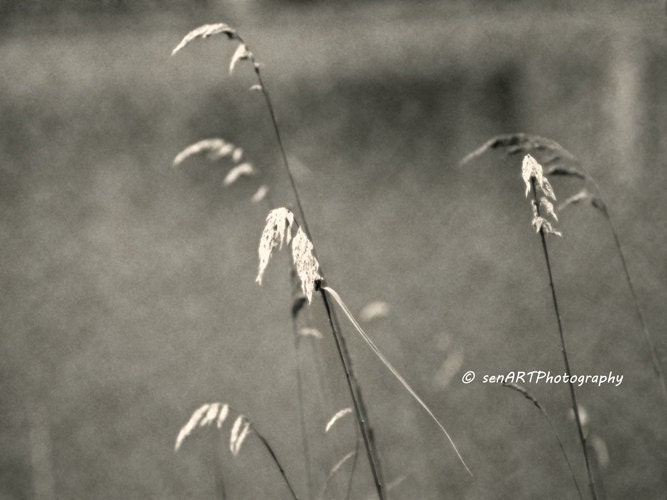 Reeds-03 8"x10" Fine Art Wall Decor Photograph For Modern Cafe Bar Pub Hotel Restaurant Nursey Home Office Fine Art Wall Decor