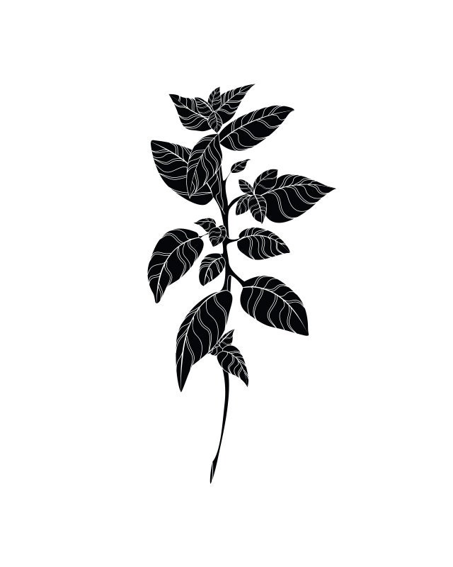 Basil Print
