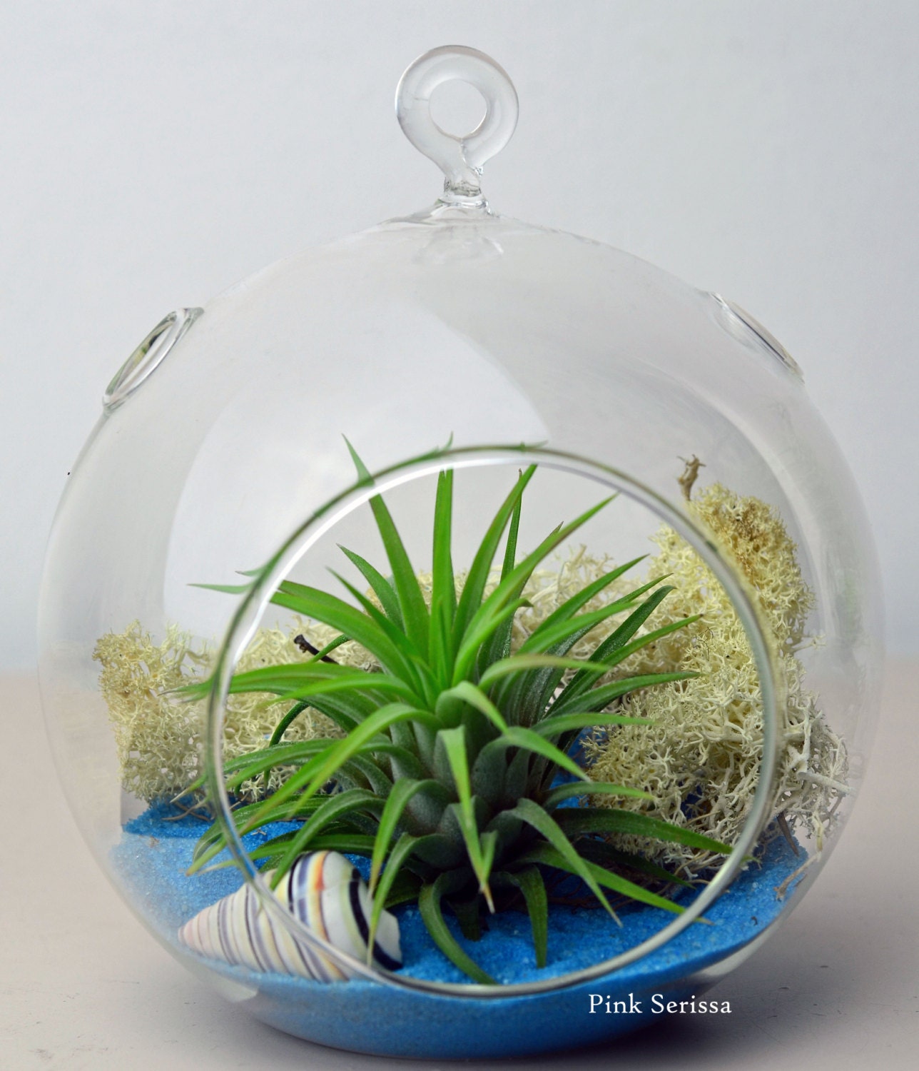 Air Plant Terrarium // Hanging Glass Orb Terrarium // Home and Garden // Living Home Decor // Gift Ideas // Blue Sand // Shells